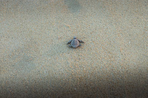A small turtle is laying on the sand