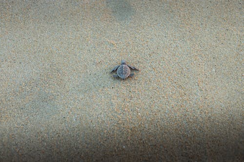 Free A small turtle is laying on the sand Stock Photo