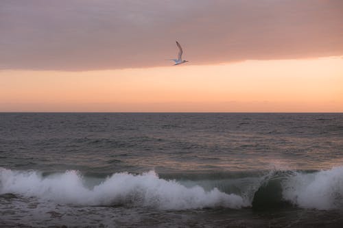 Free A seagull flying over the ocean at sunset Stock Photo