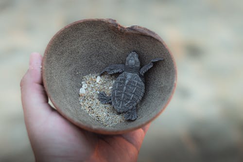A turtle is in a bowl of sand