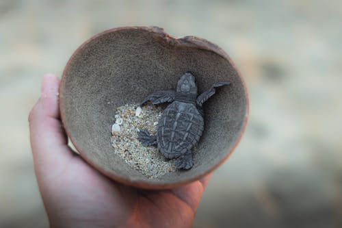 Free A turtle is in a bowl of sand Stock Photo