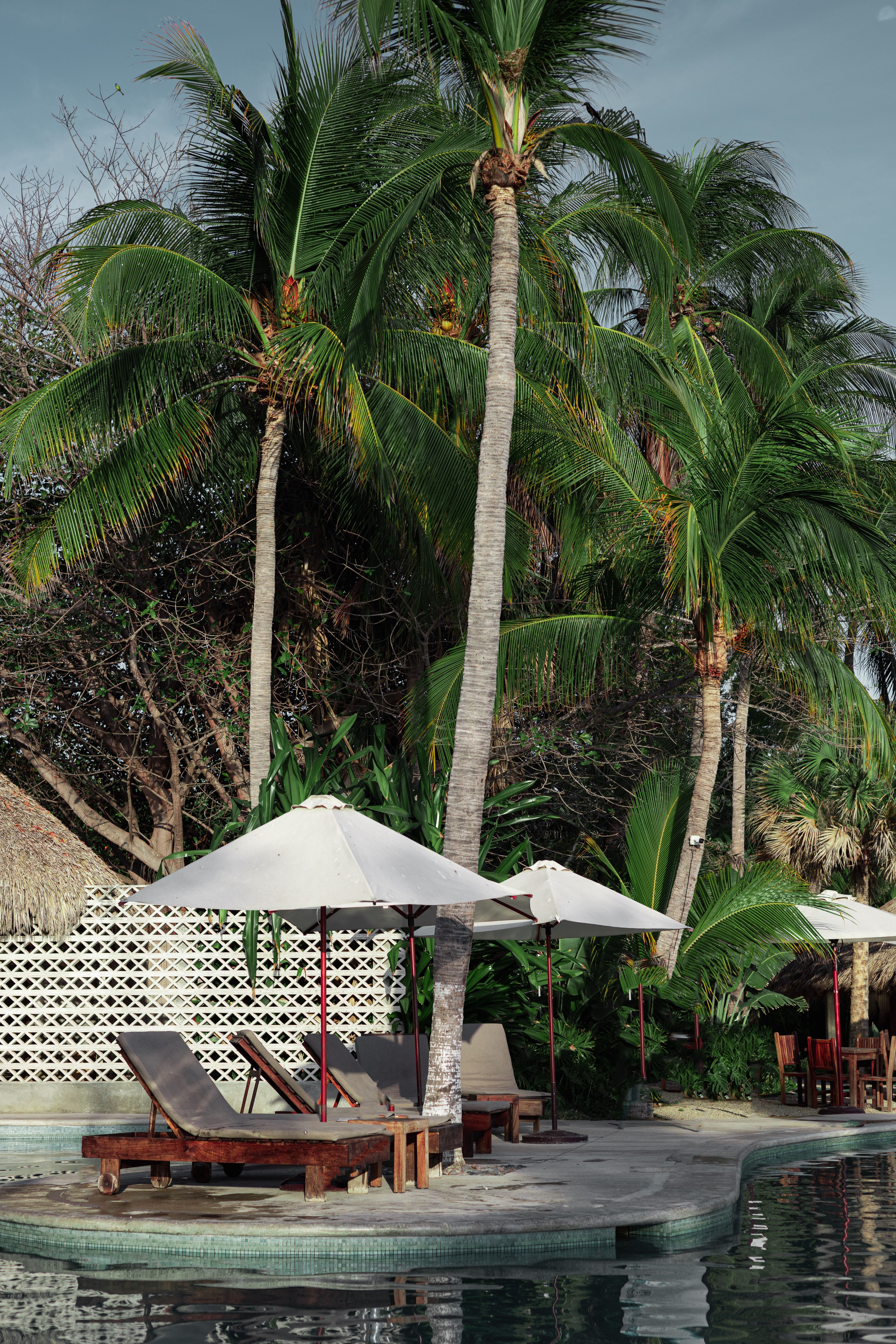 A pool with lounge chairs and umbrellas next to palm trees · Free Stock ...
