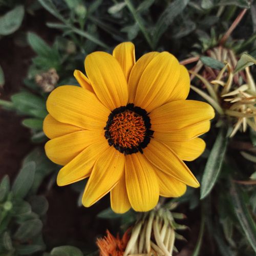 Free Close-up of a vibrant yellow Gerbera flower showcasing its petals and dark center against a green leafy background. Stock Photo