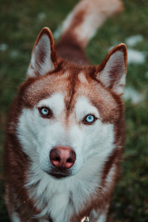 Portrait of a White and Brown Siberian Husky 