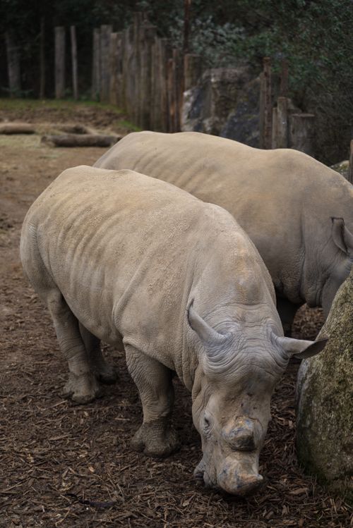 Free Two white rhinos grazing in an open enclosure at a Paris zoo, highlighting wildlife conservation efforts. Stock Photo