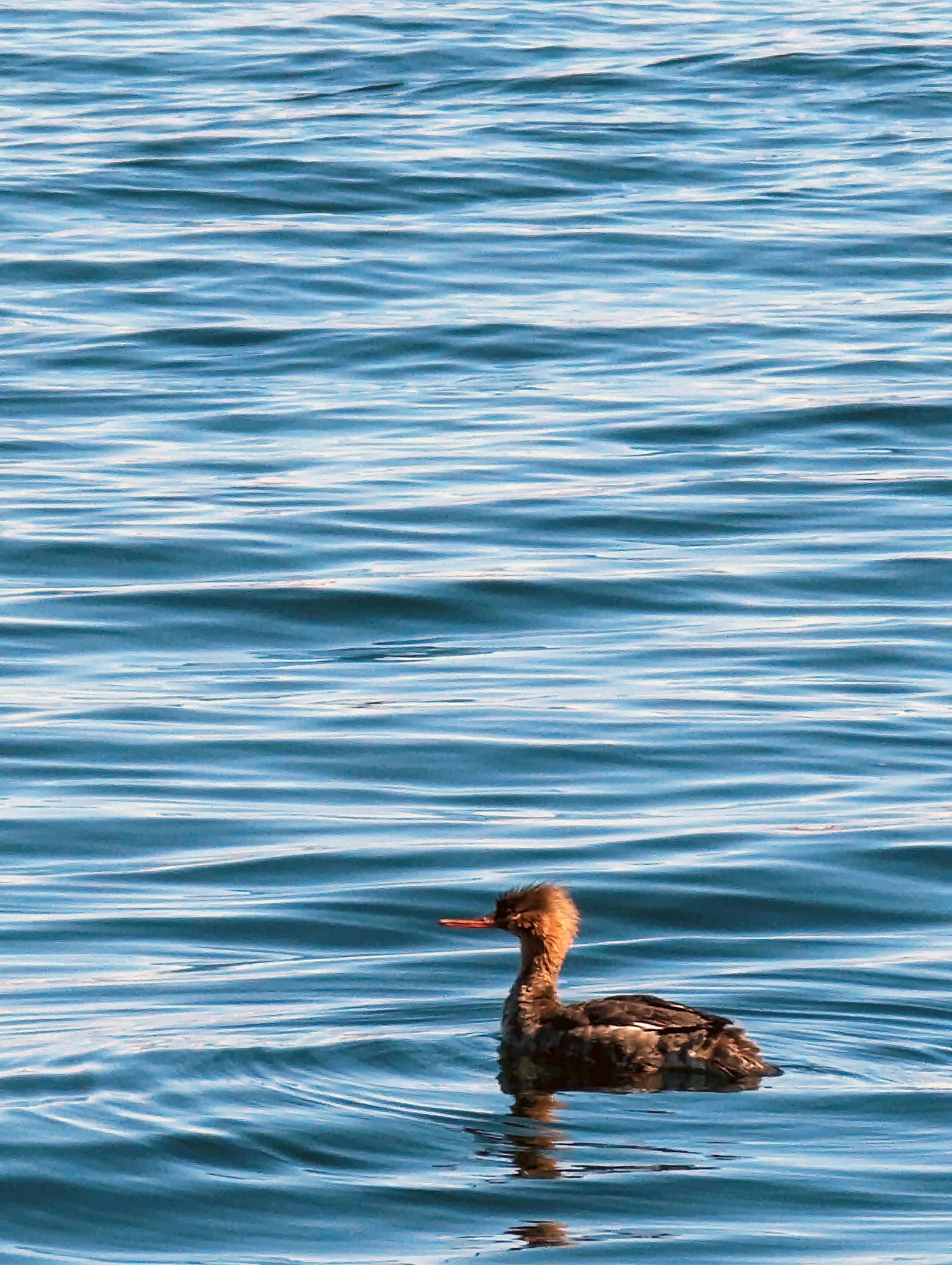 کودک در لباس سنتی با میوه‌ها
