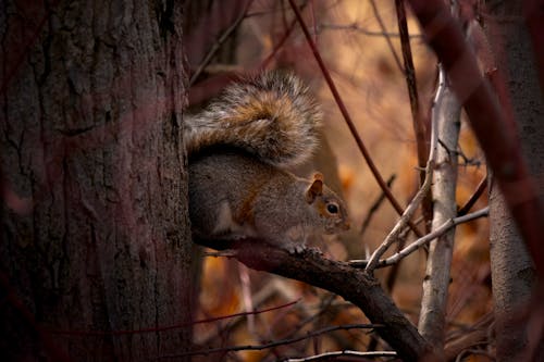 가지, 다람쥐, 동물의 무료 스톡 사진