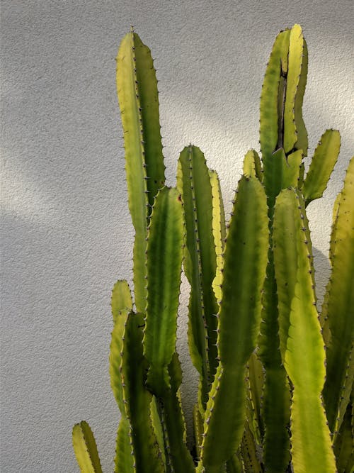 Immagine gratuita di cactus verde, impianto, luce del sole