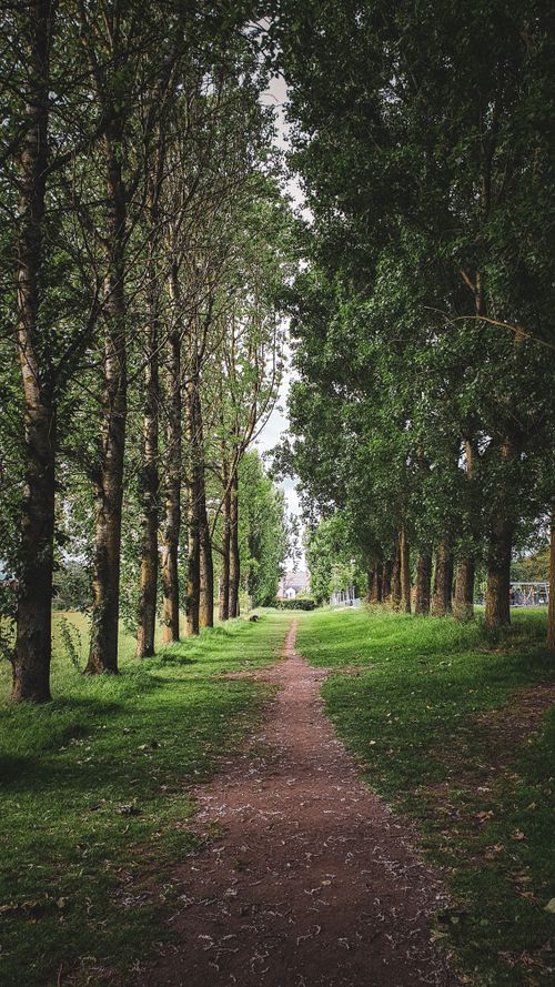 Free A tranquil footpath surrounded by lush trees in a park setting, capturing nature's calmness. Stock Photo
