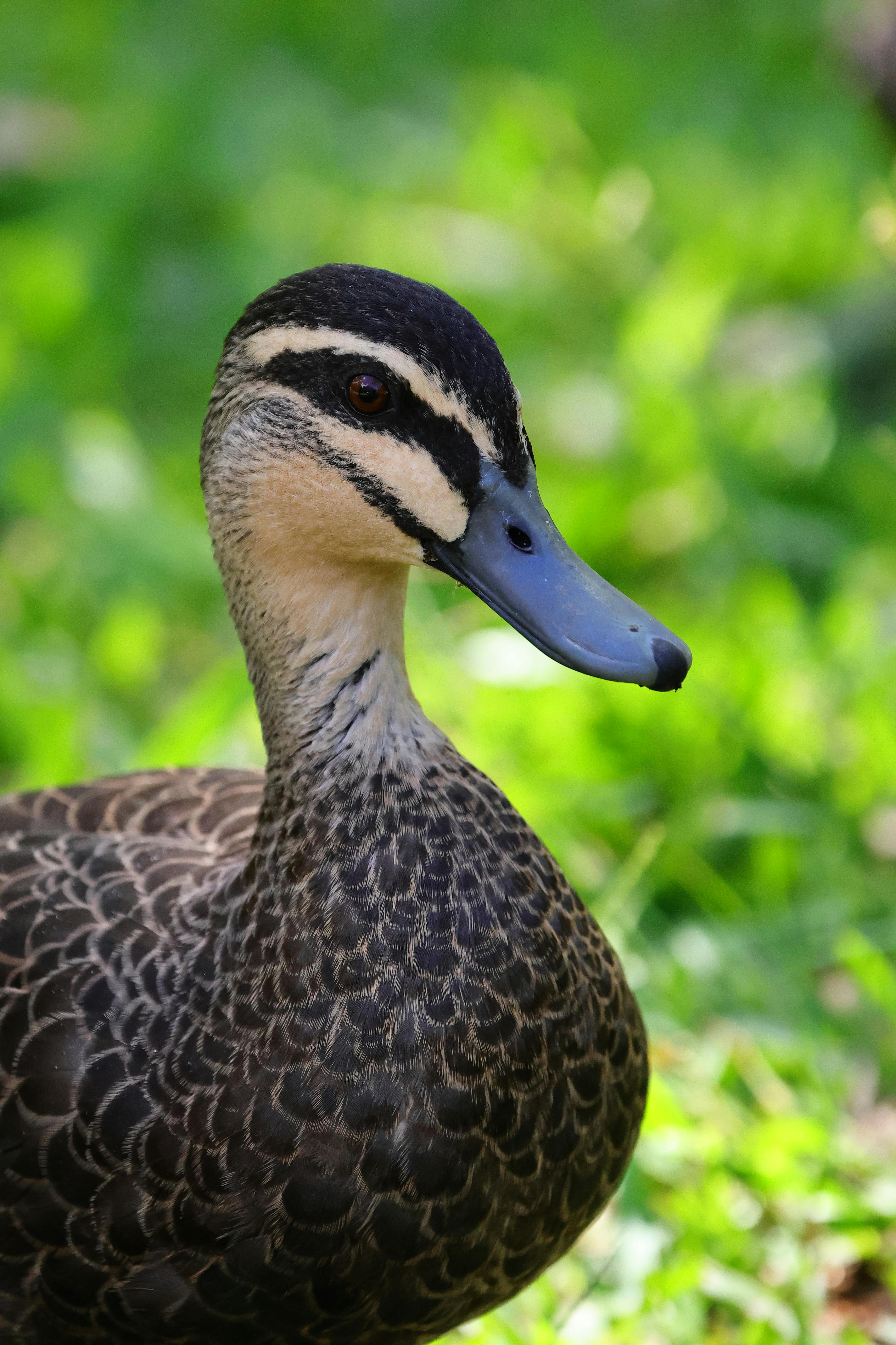 portrait of duck