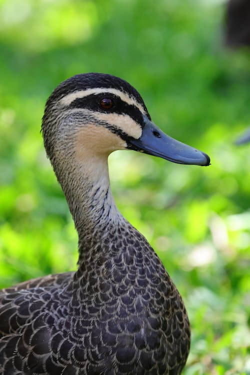 Imagine de stoc gratuită din a închide, animal, birdwatching