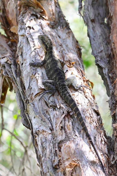 Close-up of a Water Dragon on a Tree 