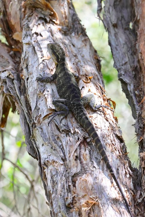 Free Close-up of an Australian water dragon camouflaged on tree bark in natural habitat. Stock Photo