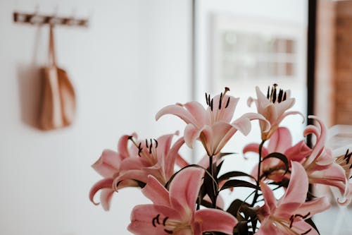 Pink Flowers in Room