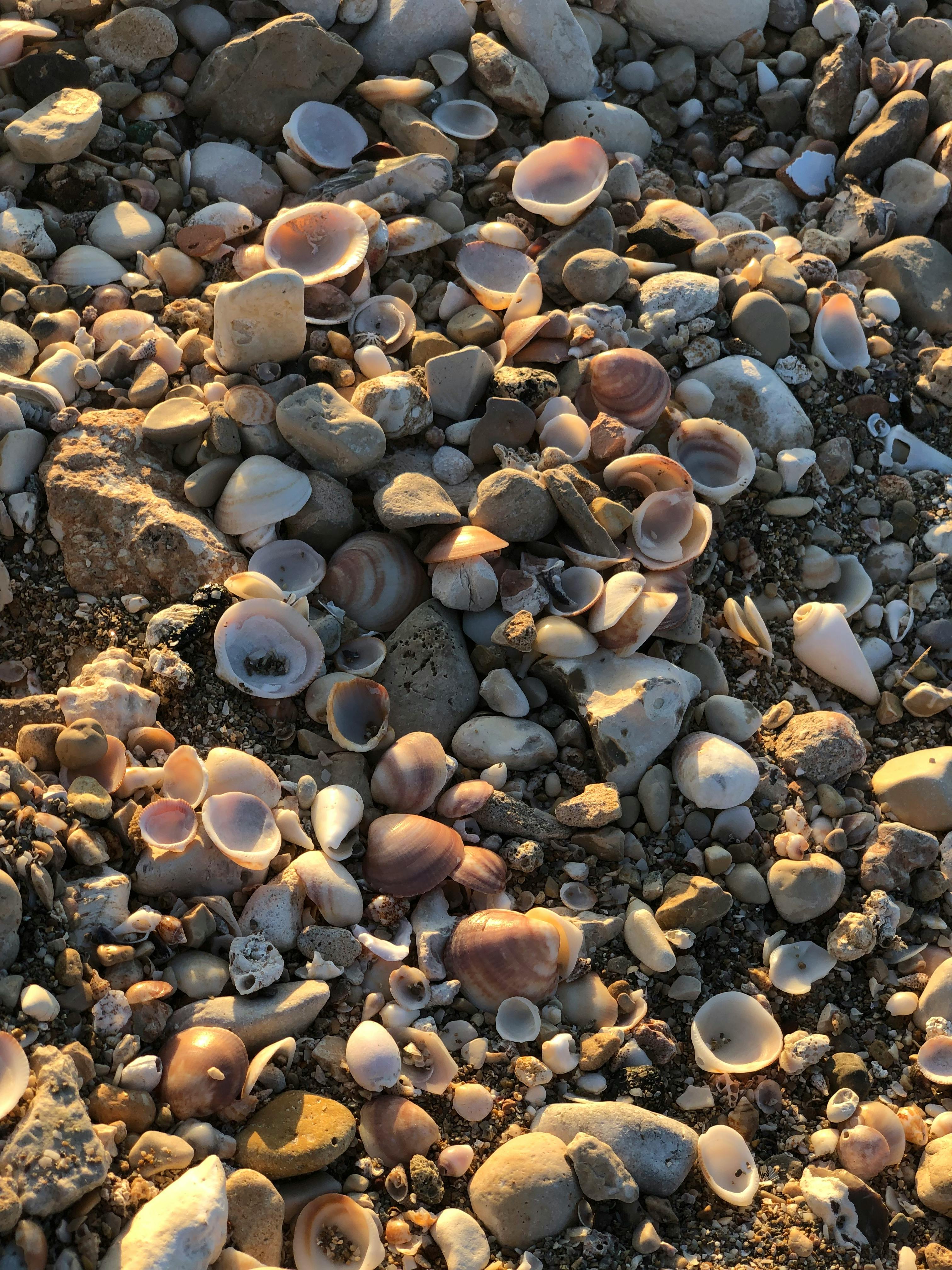 Vilano Beach 4 BR Vacation Rental — The Catamaran Vilano Beach, image size:3024x4032