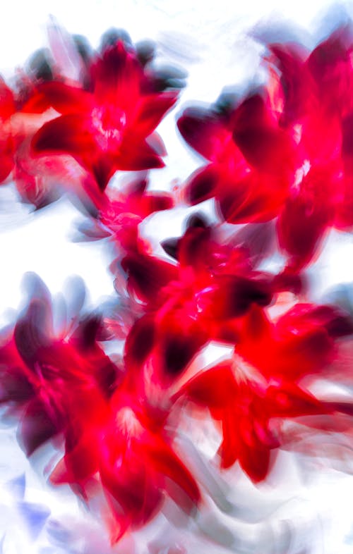 Blurry Picture of Red Flowers
