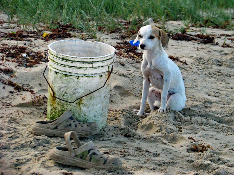 A Dog Sitting Next A Large Bucket On A Field 