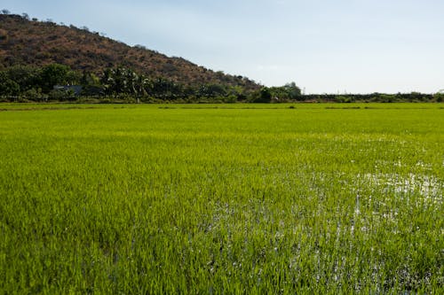 คลังภาพถ่ายฟรี ของ การเกษตร, ท้องฟ้าสีคราม, ทัศนียภาพ