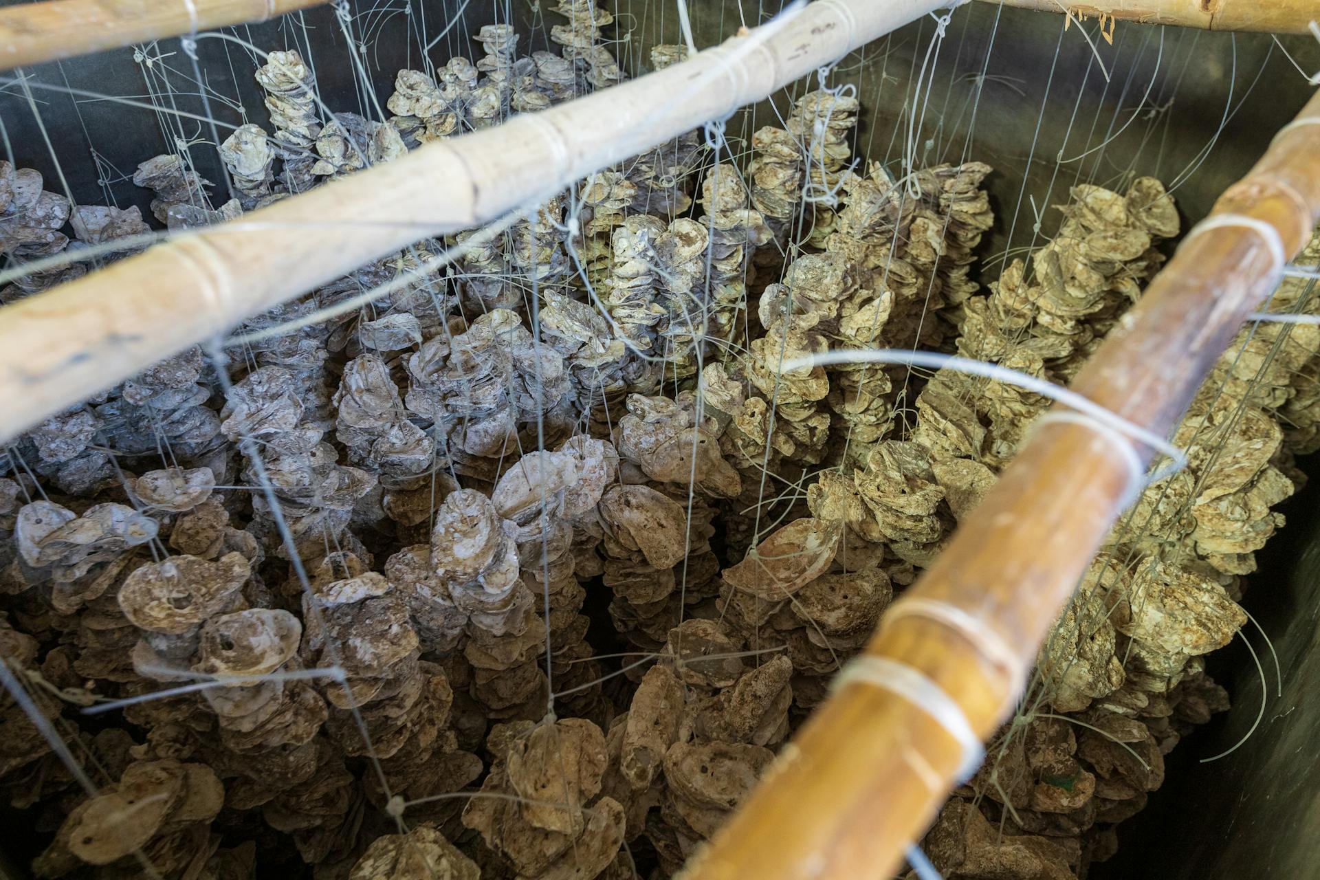 High-angle view of oysters on strings, showcasing a traditional oyster farming technique.