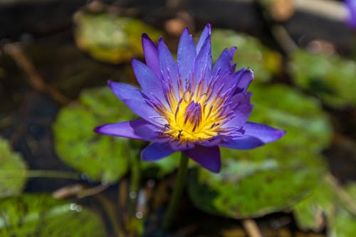 Close up of Blue Flower