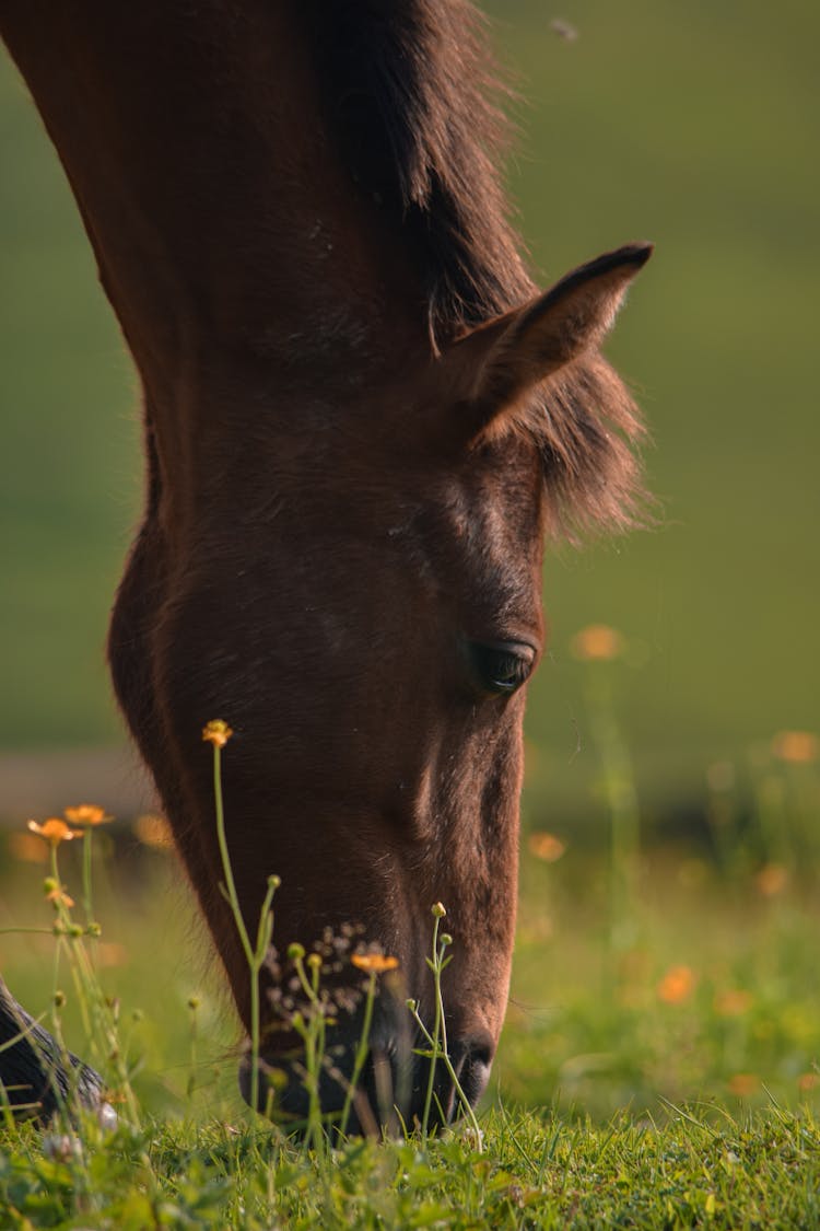 Horse Eating Grass