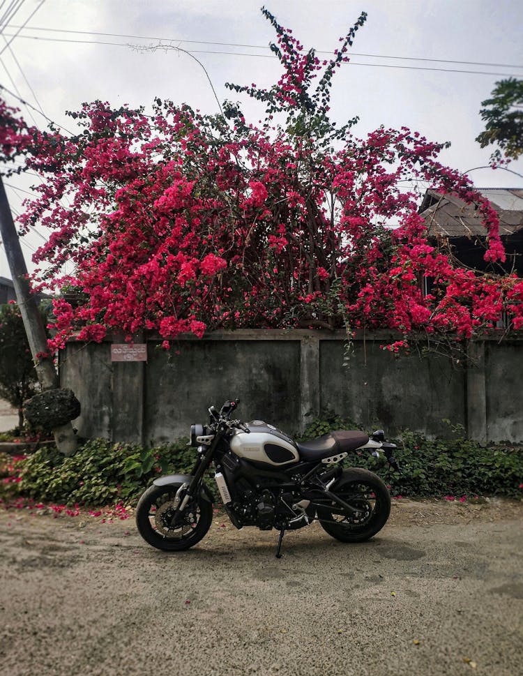 Motorcycle Near Wall And Pink Tree