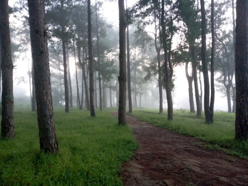 Imagine de stoc gratuită din arbori, cale, ceață