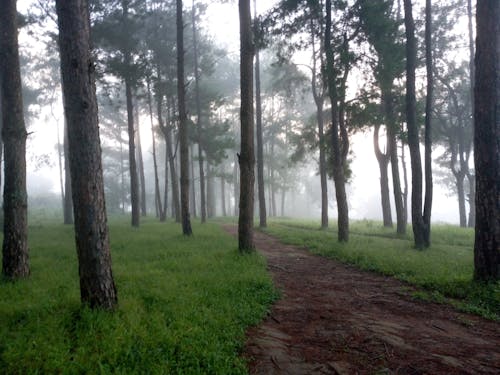 A Pathway in a Foggy Forest 