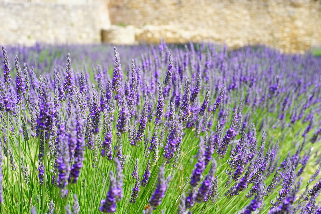 Fleur Pétale De Grappe Violette · Photo gratuite