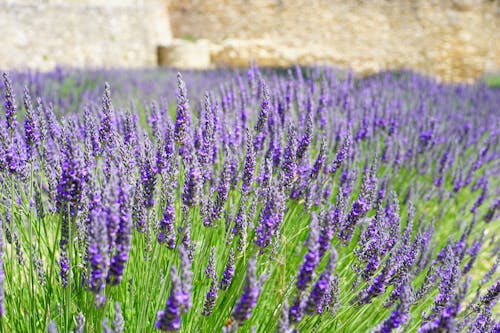 紫のクラスターの花びらの花