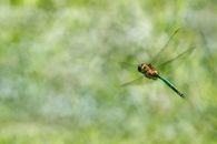 Detailed shot of a dragonfly flying amidst a blurred green natural backdrop.
