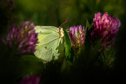 Foto d'estoc gratuïta de enfocament selectiu, flor, fotografia d'animals