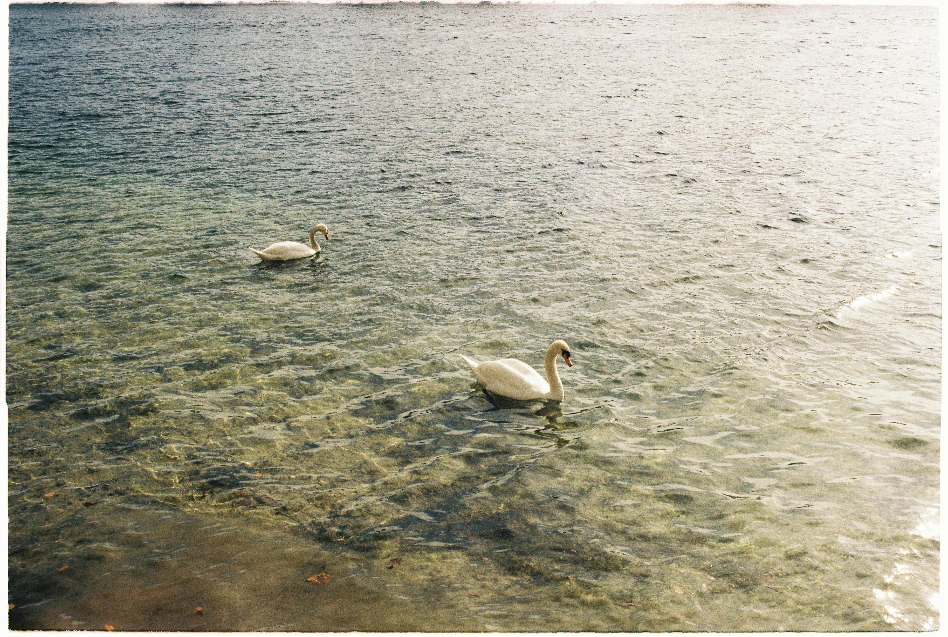 Two swans gracefully swimming in clear, tranquil waters, captured in a peaceful natural setting.