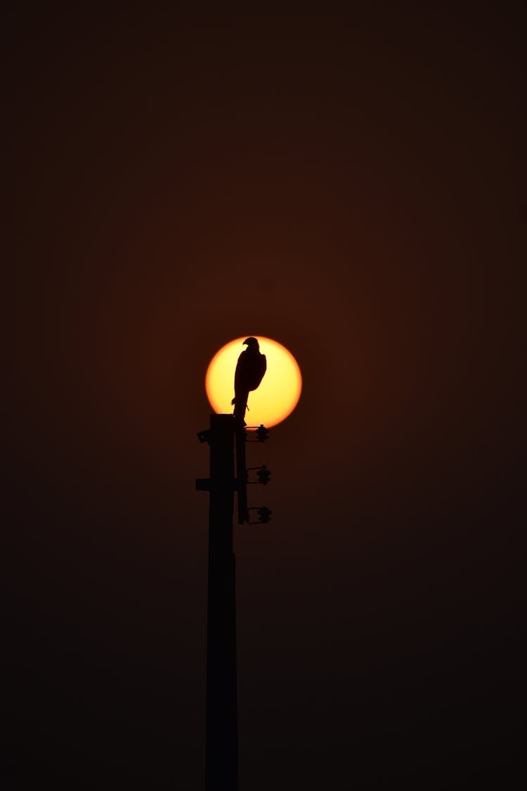 Silhouette Of A Bird Sitting On Top Of A Pole On The Background Of A Setting Sun