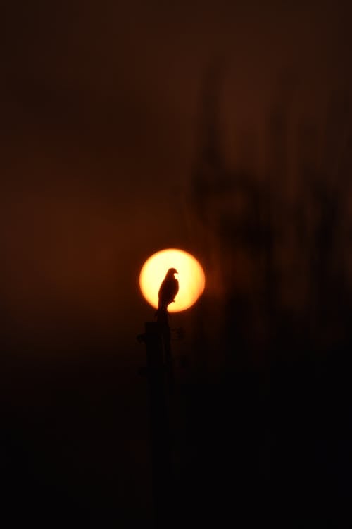 Free Silhouette of a Bird Sitting on Top of a Pole on the Background of a Setting Sun Stock Photo