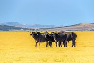 Group of buffalo standing in a vibrant yellow field with scenic hills in Bizerte, Tunisia.