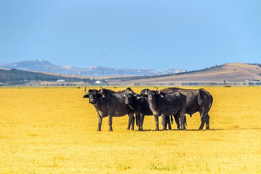 Group of buffalo standing in a vibrant yellow field with scenic hills in Bizerte, Tunisia.