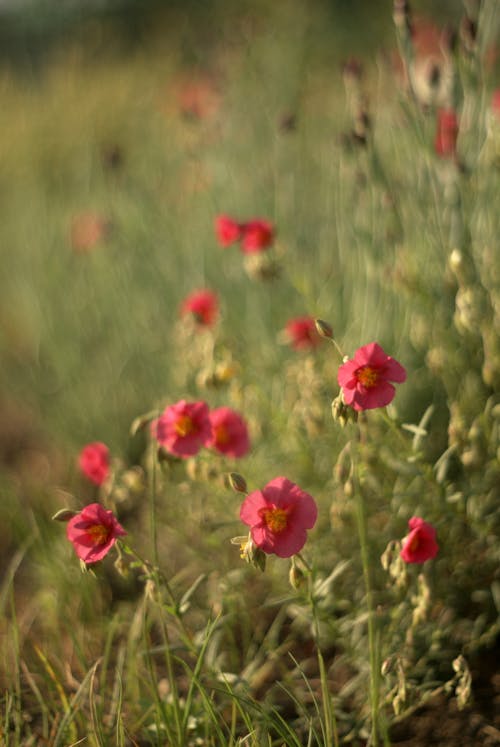 bitki örtüsü, çayır, Çiçekler içeren Ücretsiz stok fotoğraf