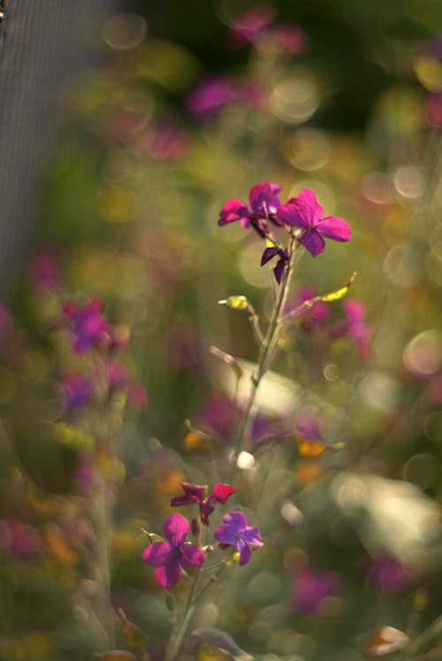 A close up of purple flowers in the sun