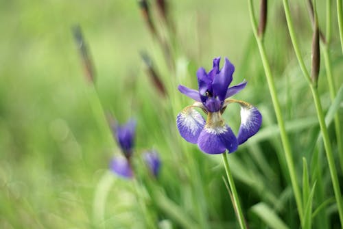A purple iris flower is in the grass
