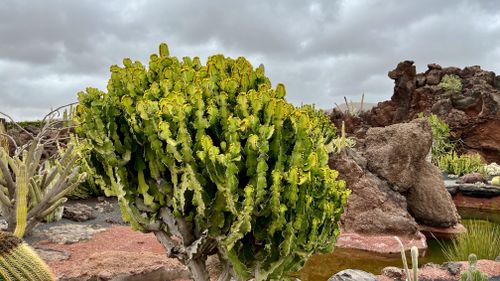Free Cactus Garden Stock Photo