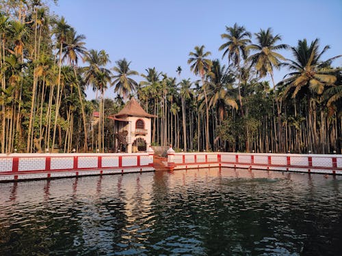 Photo of a Swimming Pool and Palm Trees 