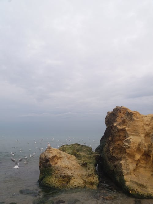 Seagulls and Rocks on Sea Shore