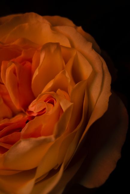 Detailed view of a blooming orange rose with delicate petals, captured in a moody light.
