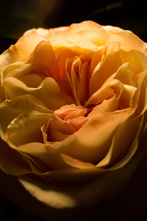 Close-up of a Tea Rose