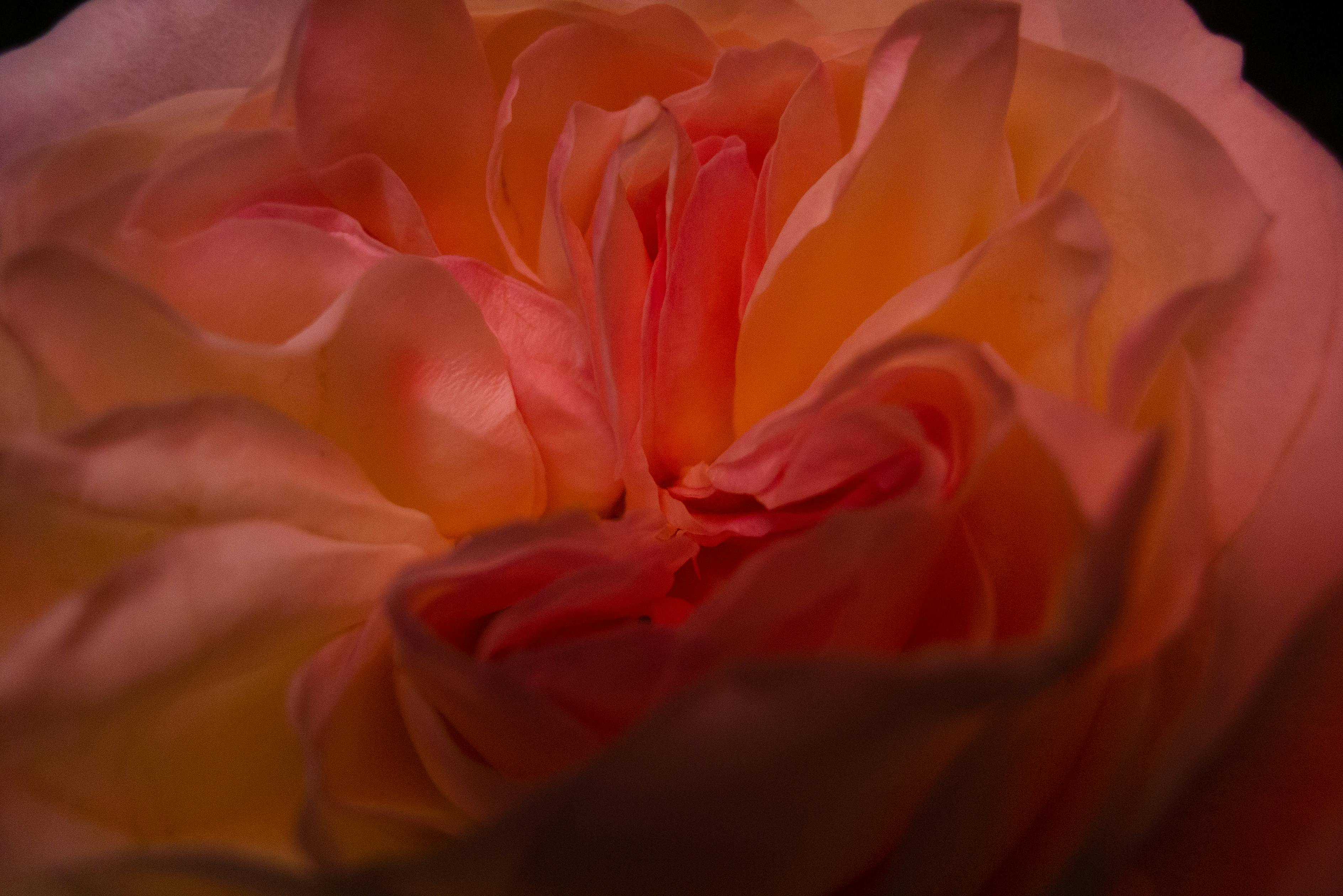 [ColoSach]-detailed-close-up-of-delicate-rose-petals-with-a-soft-pink-and-orange-hue.