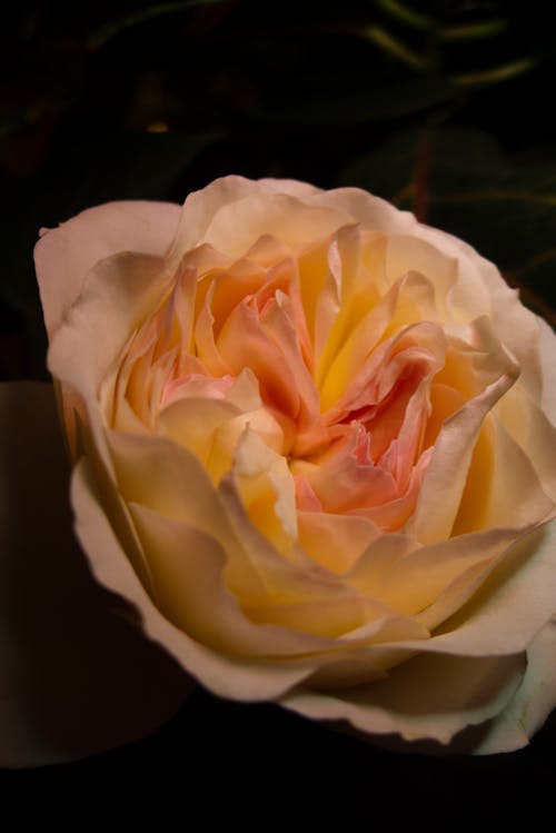 Rose Petals in Close-up View