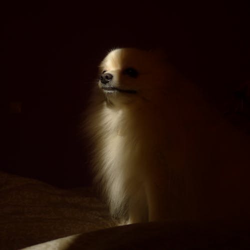 Photo of a Dog in the Shadow 
