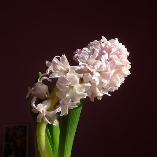Imagine de stoc gratuită din a închide, delicat, flori