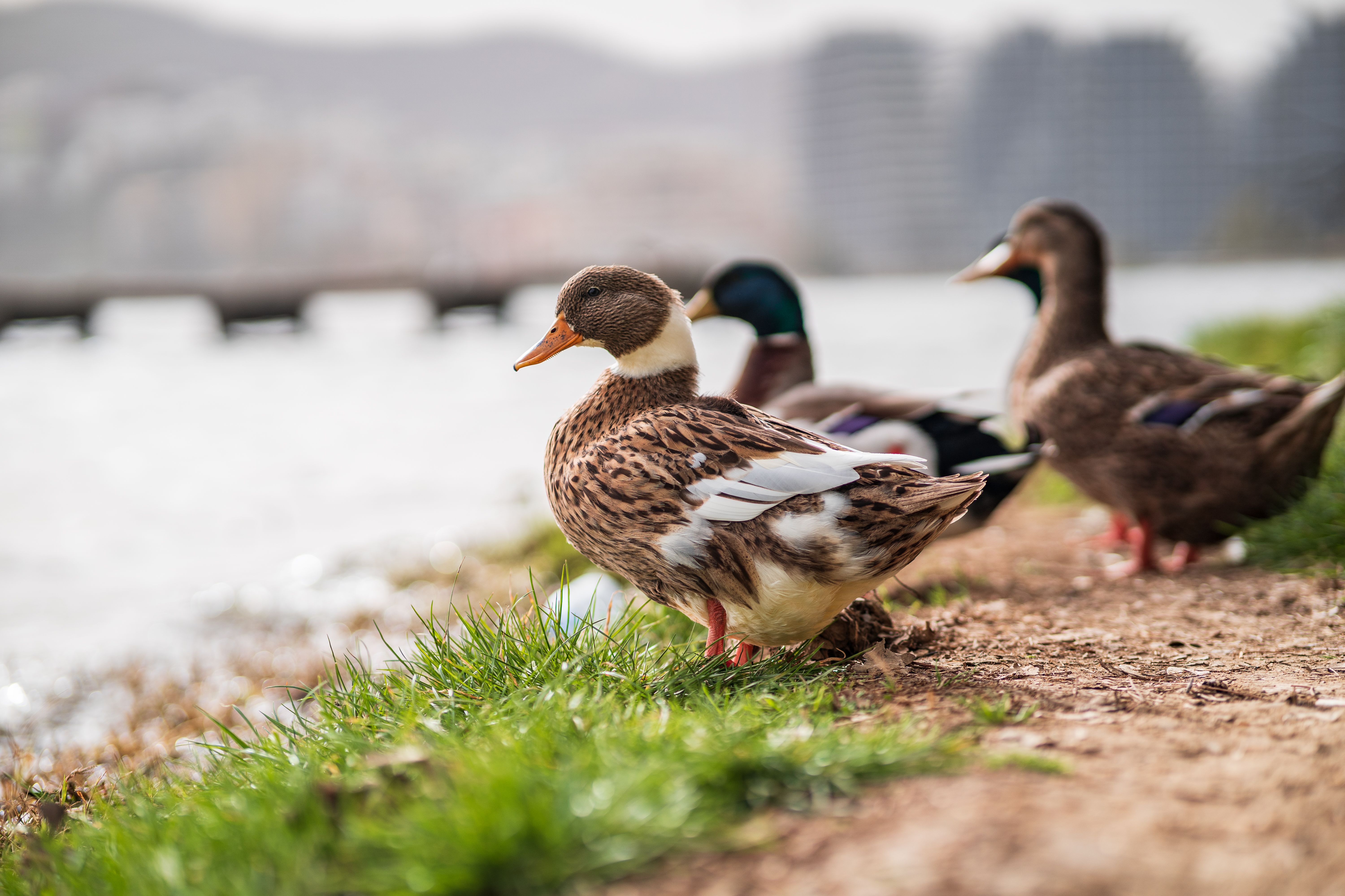 Three Ducks Over a River · Free Stock Photo